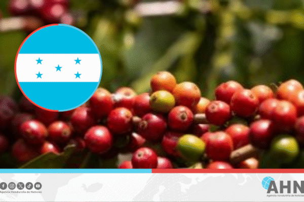 Honduras proyecta un aumento del 50 % en la exportación de café a EEUU