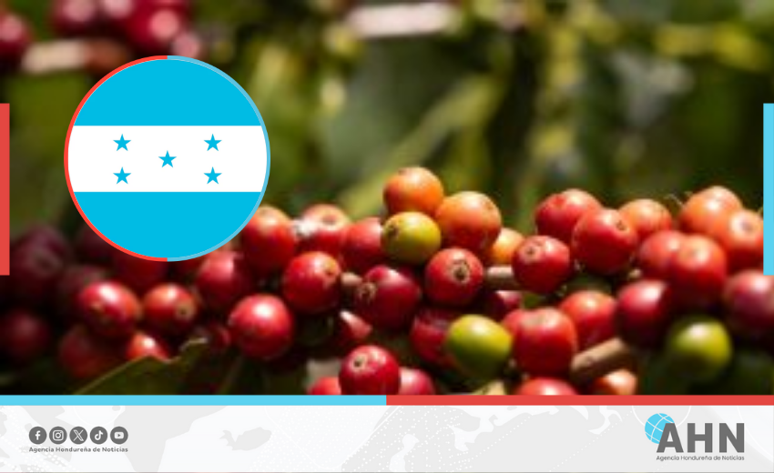 Honduras proyecta un aumento del 50 % en la exportación de café a EEUU