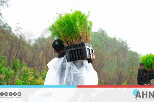 Instituto forestal de Honduras implementa reforestación con 243 mil plantas
