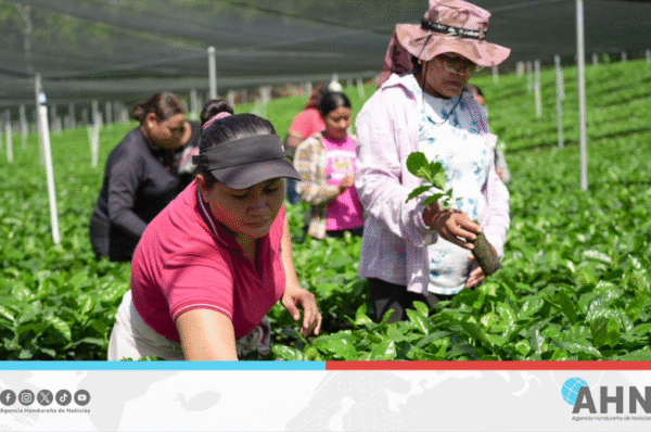 Reporta Honduras producción de cinco millones de plantas en occidente