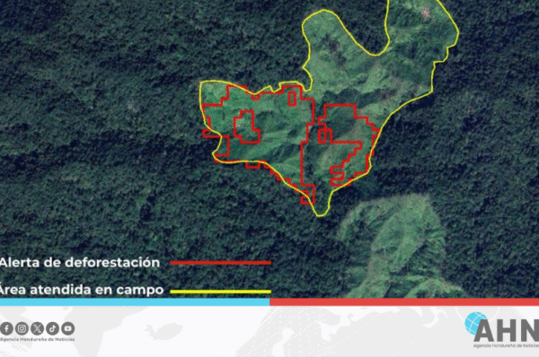 Instituto forestal hondureño continúa vigilancia de bosques con tecnología avanzada