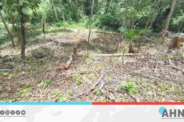 Honduras protege reserva biológica Misoco ante daño ambiental