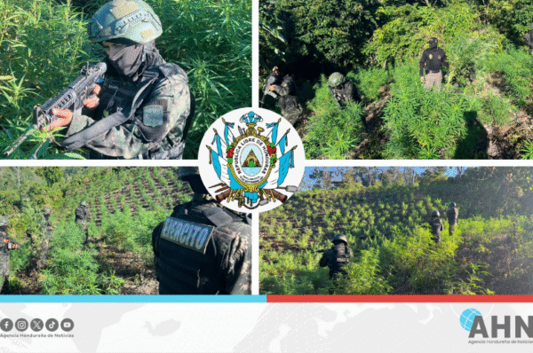 Fuerzas Armadas incautan 18,000 plantas de supuesta marihuana en Honduras
