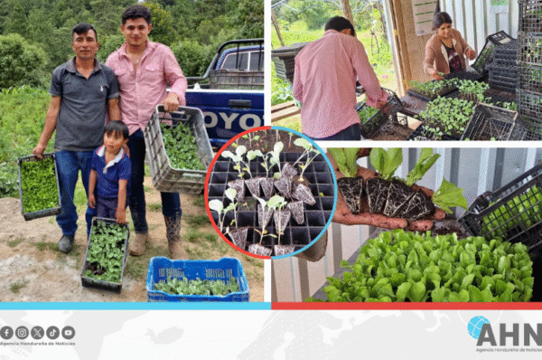 Secretaría hondureña informa que emprendimiento juvenil entrega 1,500 plántulas