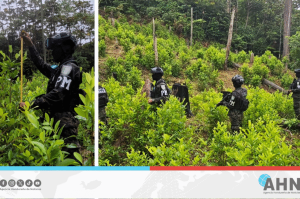 Fuerzas Armadas hondureñas aseguran plantación de 13,500 arbustos de cocaína