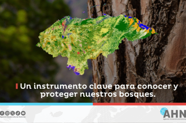 Honduras avanza en protección de bosques con Mapa Nacional de Cobertura Forestal