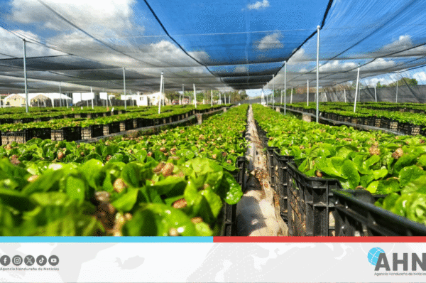 Gobierno hondureño entrega cinco millones de plantas a campesinos de 11 departamentos