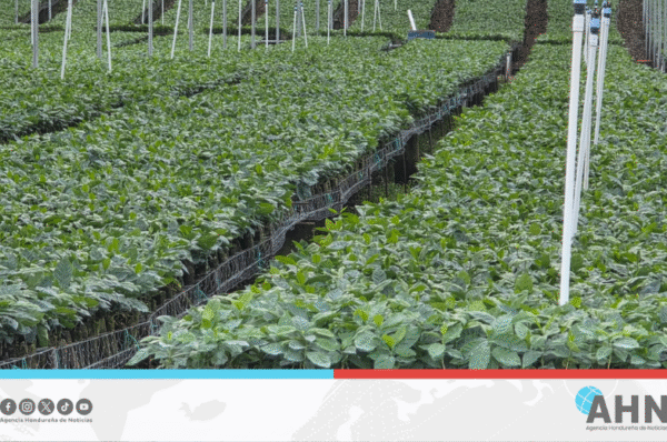 Honduras lidera en innovación forestal y cafetalera en América Latina