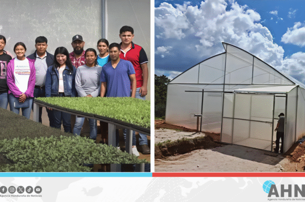 Secretaría hondureña presenta resultados de proyecto que impulsa producción de plántulas