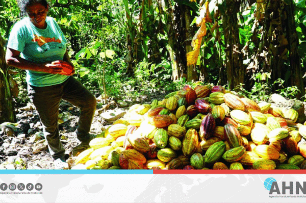 Autoridades destacan producción de 20 toneladas de cacao en el oriente hondureño