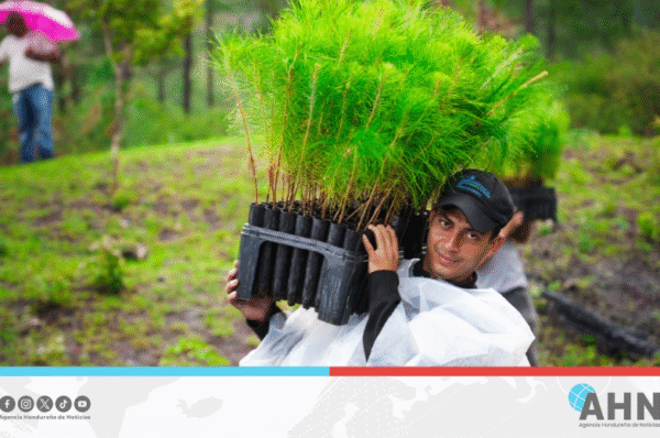 Honduras restaura 197 mil hectáreas de bosques cumpliendo Acuerdo de París