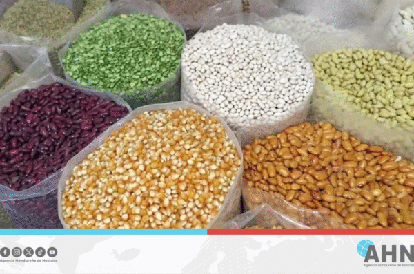 Honduras proyecta producción de 22 millones de quintales de granos básicos