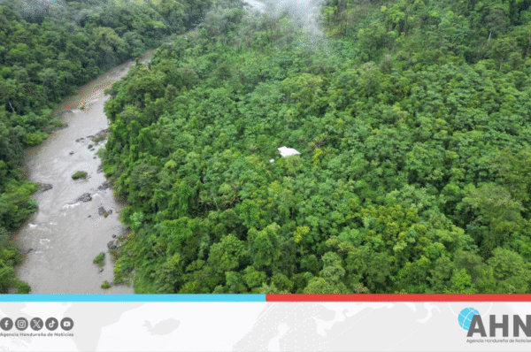 Gobierno de Honduras impulsa medidas para protección de bosques nacionales