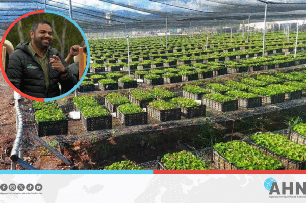 Renueva Honduras 10,000 manzanas de café con proyecto Agrobosques