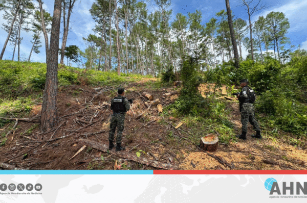 Fuerzas Armadas decomisa madera en zona noroccidental de Honduras 