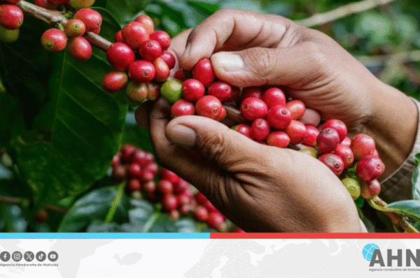 Autoridades destacan impacto positivo del programa Bono Cafetalero en Honduras