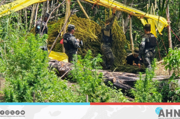 Fuerzas Armadas de Honduras erradican plantación de marihuana en zona oriental