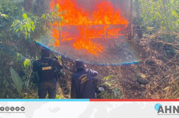 Policía de Honduras erradica plantación ilícita en operación nacional
