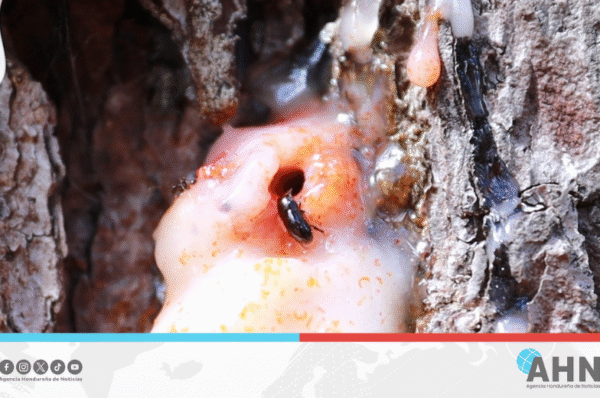 Honduras registra disminución de incidencias por insectos descortezadores del pino