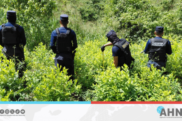 Policía de Honduras destruye plantación de 80 mil arbustos de droga