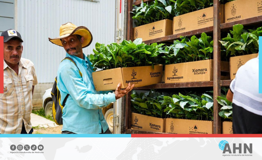 Instituto forestal destaca éxito de proyecto Agrobosques en Honduras