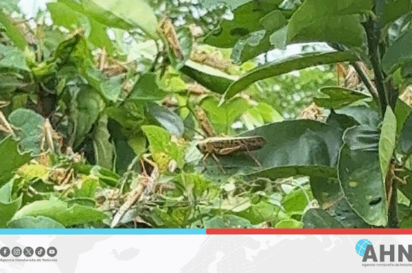 Refuerza Honduras ofensiva contra langosta voladora en el Litoral Atlántico