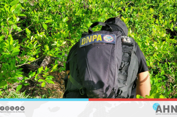 Policía hondureña erradica 40 mil plantas de droga
