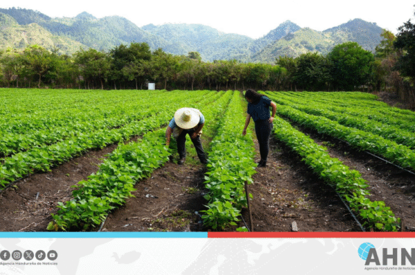 Honduras impulsa agricultura sostenible con apoyo de la FAO