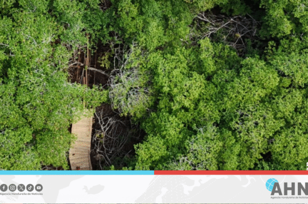Autoridades ambientales de Honduras investigan tala de manglar en zona insular