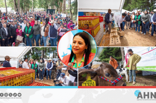 Secretaria resalta entrega de ganado e insumos para hondureños en occidente