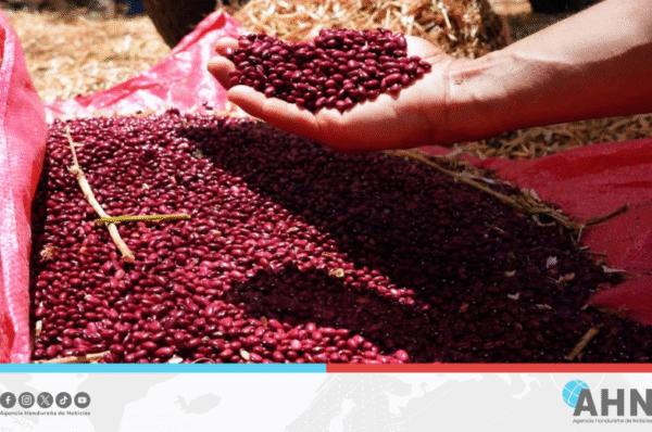 Honduras impulsa plan agrícola que garantiza abastecimiento de granos básicos
