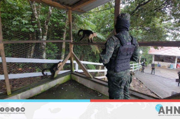 Fuerzas Armadas rescatan fauna silvestre en zona centro-occidental de Honduras