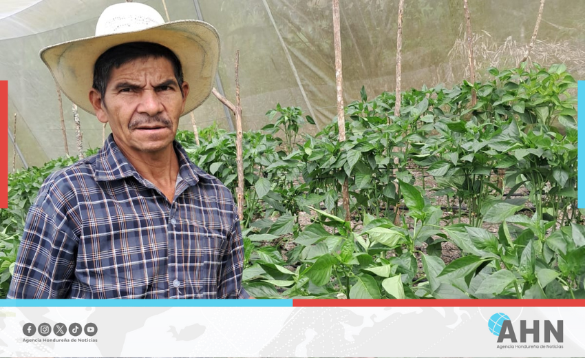 Impulsa gobierno de Honduras innovación agrícola sostenible en zona occidental 