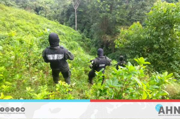 FFAA localiza 16 mil arbustos de hoja de coca en el norte de Honduras